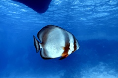 Dolphinhouse